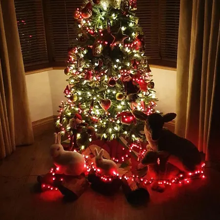 Swan House Pensionat 4*